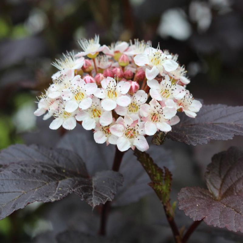 Пузыреплодник калинолистный Diablo