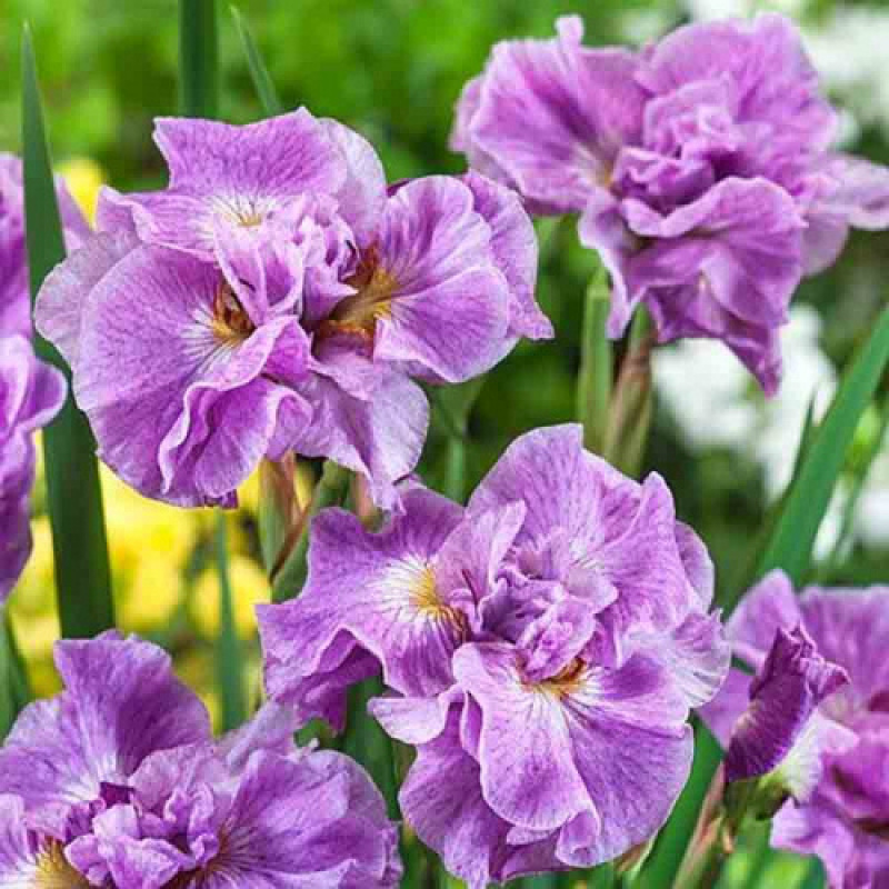 ирис сибирский пинк парфе. ирис сибирский pink parfait. ирис сибирский пинк парфе. ирис сибирский пинк. ирис sibirica pink.