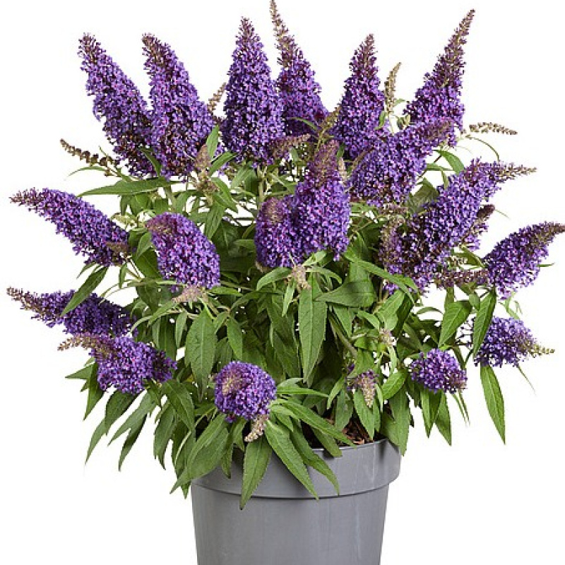 Буддлея давида `Butterfly Candy Little Purple`