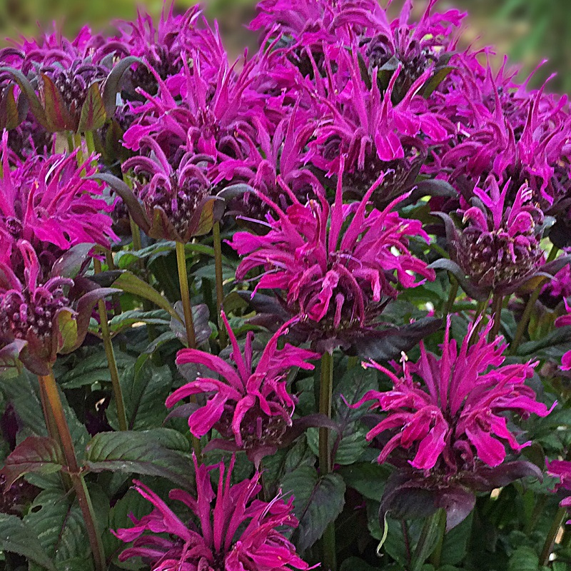 Монарда `Grape Gumball`