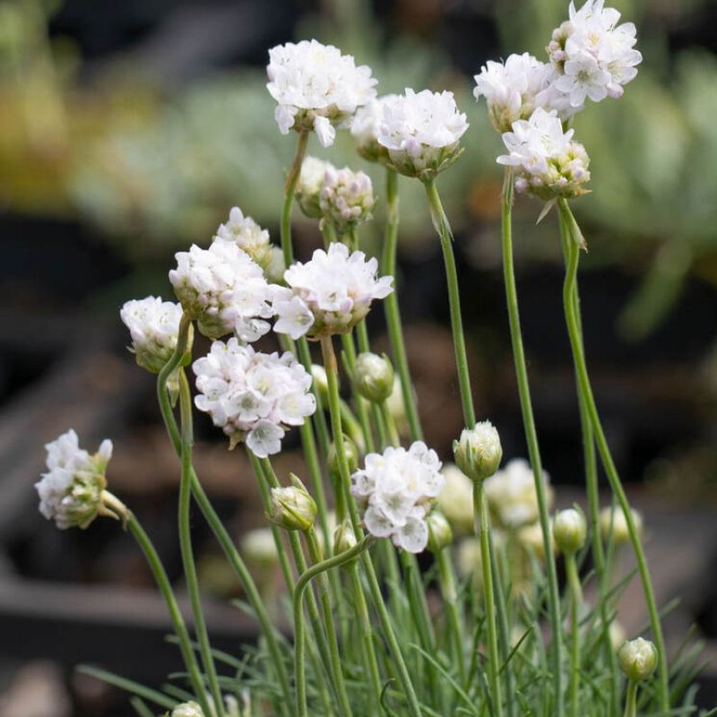 Армерия приморская `Morning Star White`