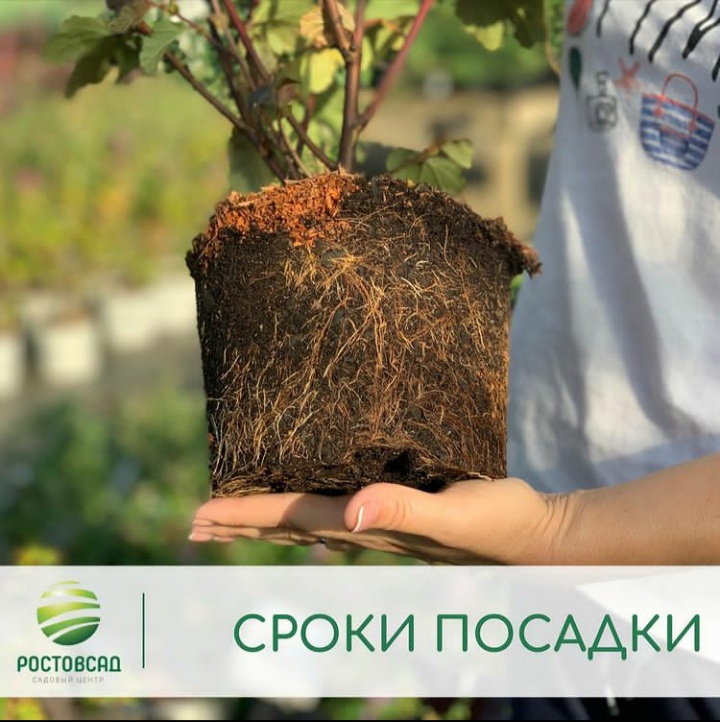 Сроки посадки