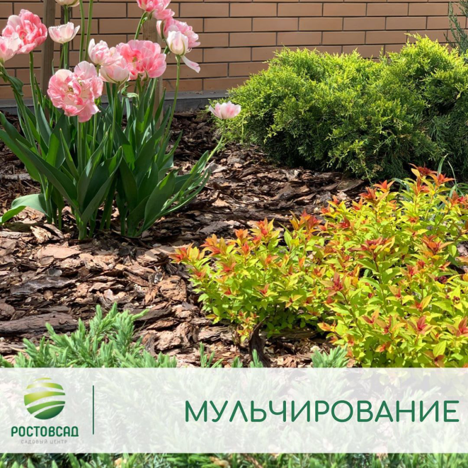 Мульчирование